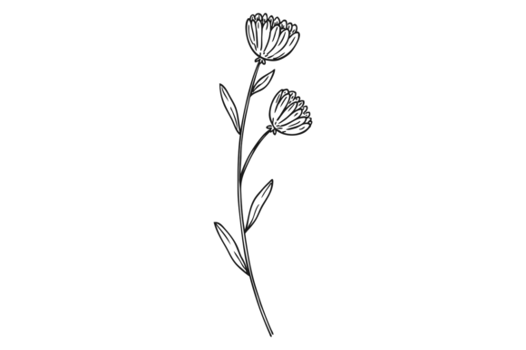 Calendula Flower Botanical Illustration